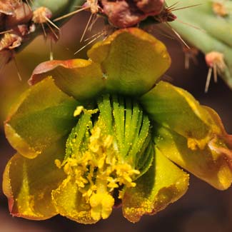 Arizona Pencil Cholla is salvage restricted in Arizona. It is similar to, and closely related to Christmas Cholla, Cylindropuntia leptocaulis and to Klein's Pencil Cactus, Cylindropuntia kleiniae. Cylindropuntia arbuscular